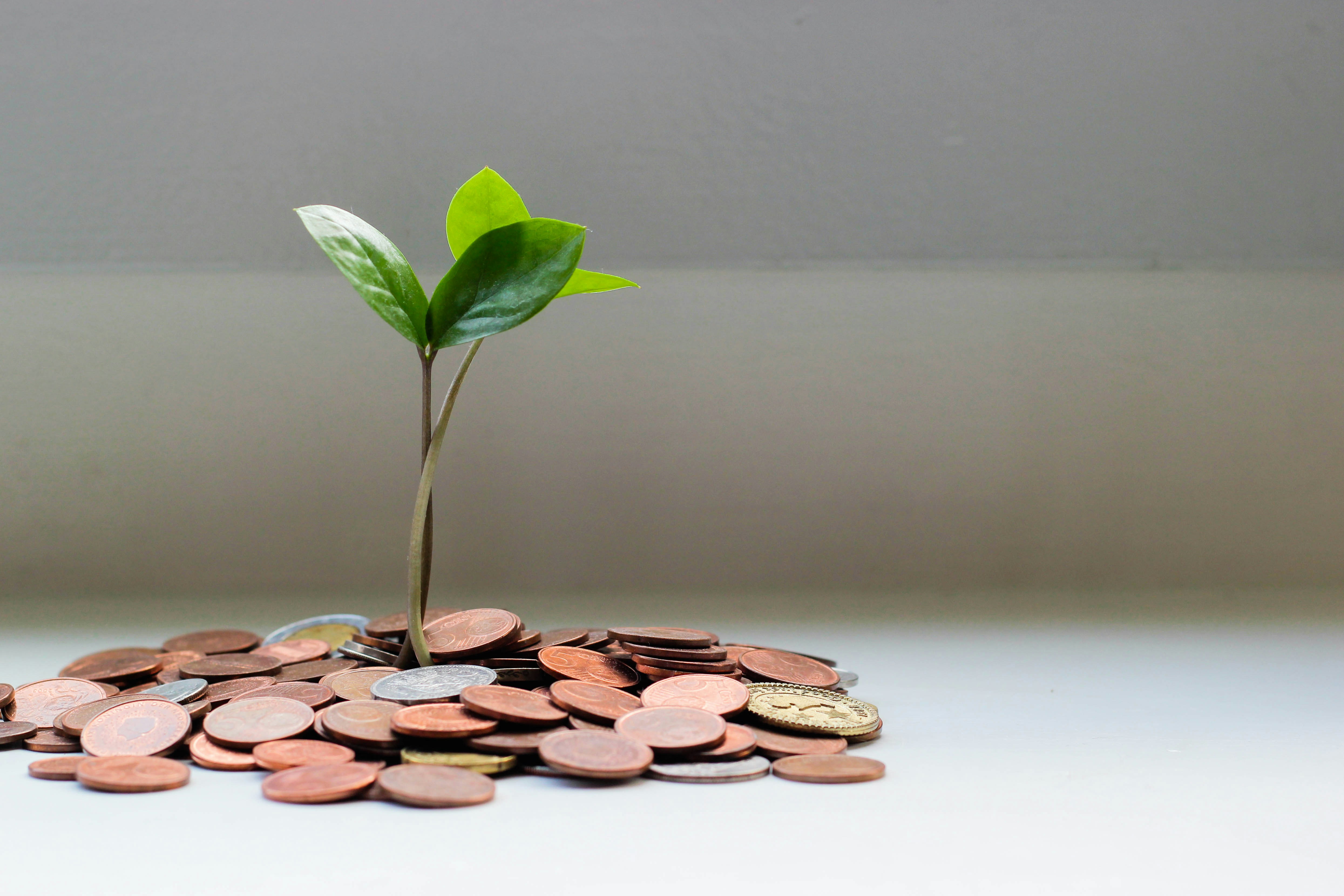Plant in a money glass